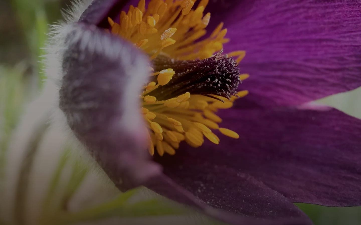 Arte entre Líneas — Botanical Jewelry