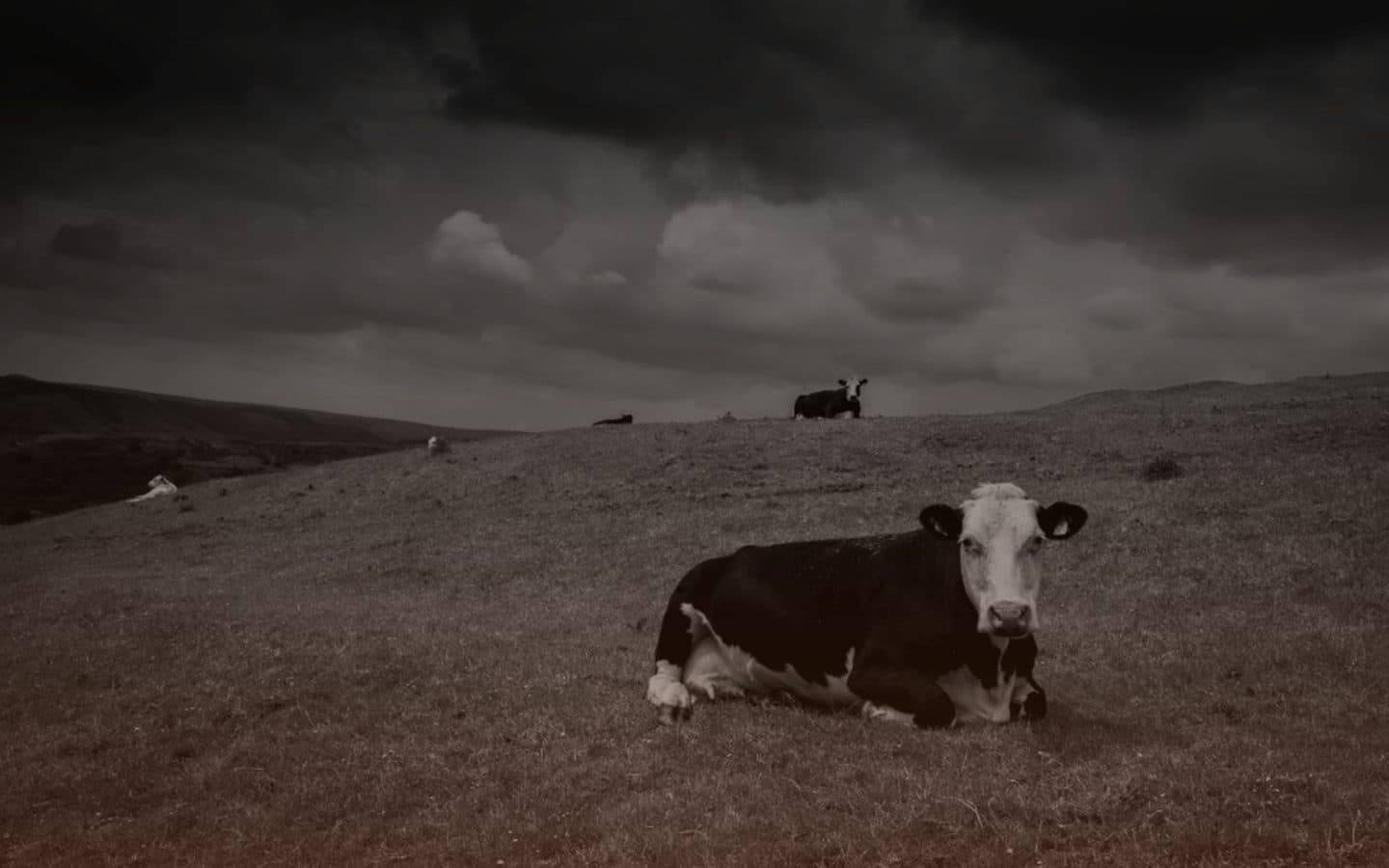 Rematero — Cattle Auction SaaS